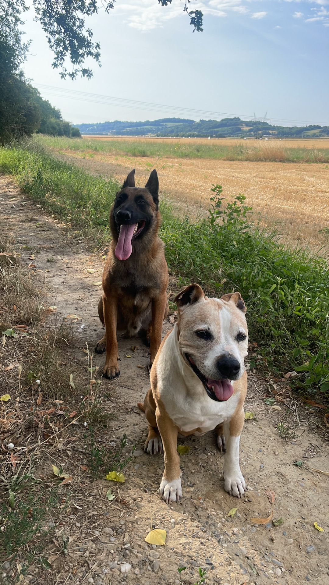 Deux chiens heureux sur un chemin de campagne